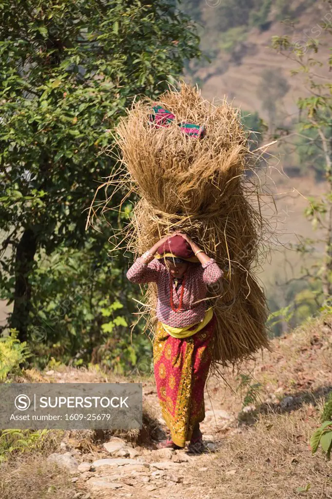 Nepal, Pokhara, Local woman carrying heavy bale of hay on her back
