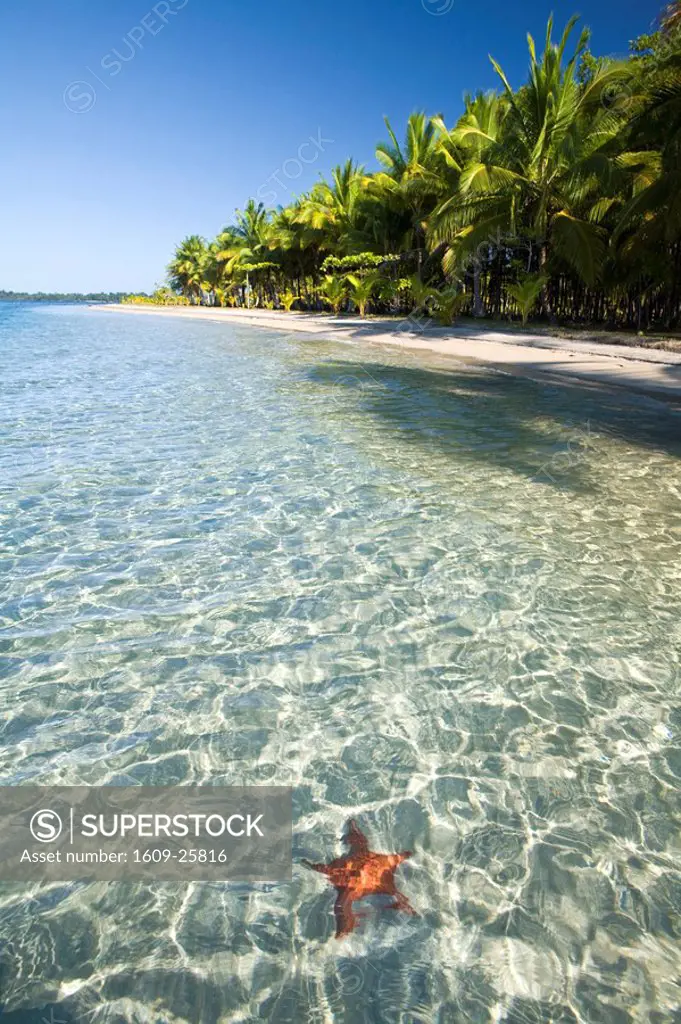Panama, Bocas del Toro Province, Colon Island Isla Colon Star Beach, Star fish in sea
