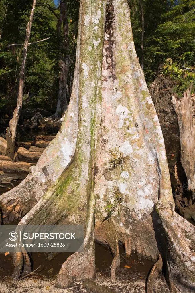 Panama, Bocas del Toro Province, Carenero Island Isla Carenero, Roots of rainforest trees