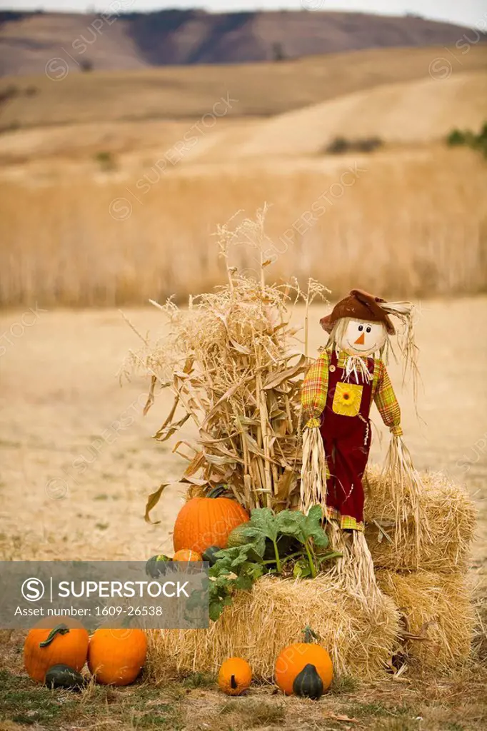 Scarecrow & pumpkins, Idaho, USA