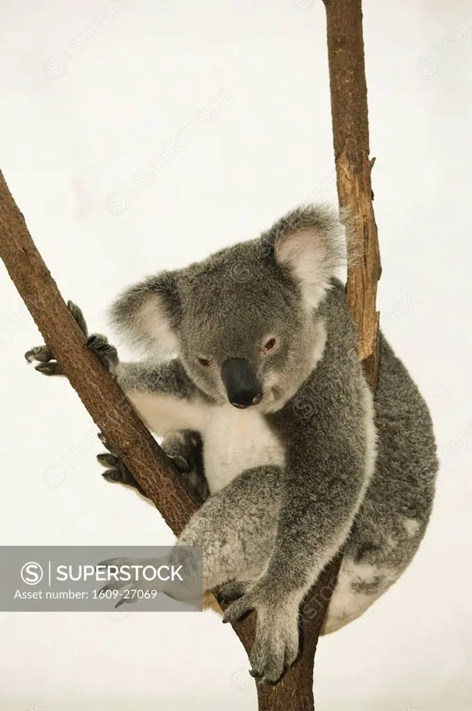 australia, Queensland, Lone Pine Koala Sanctuary, Koala phascolarctos cinereus