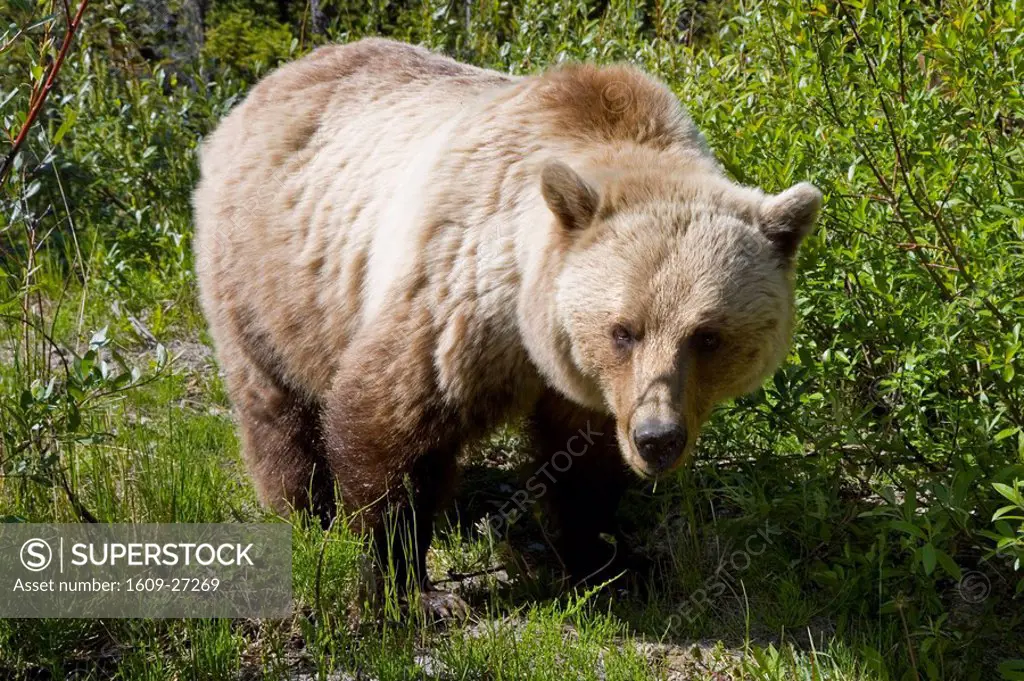 Brown bear, Jasper National park, Alberta, Canada