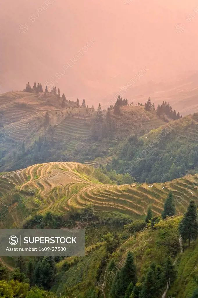 Longsheng rice terraces, Guangxi Province, China