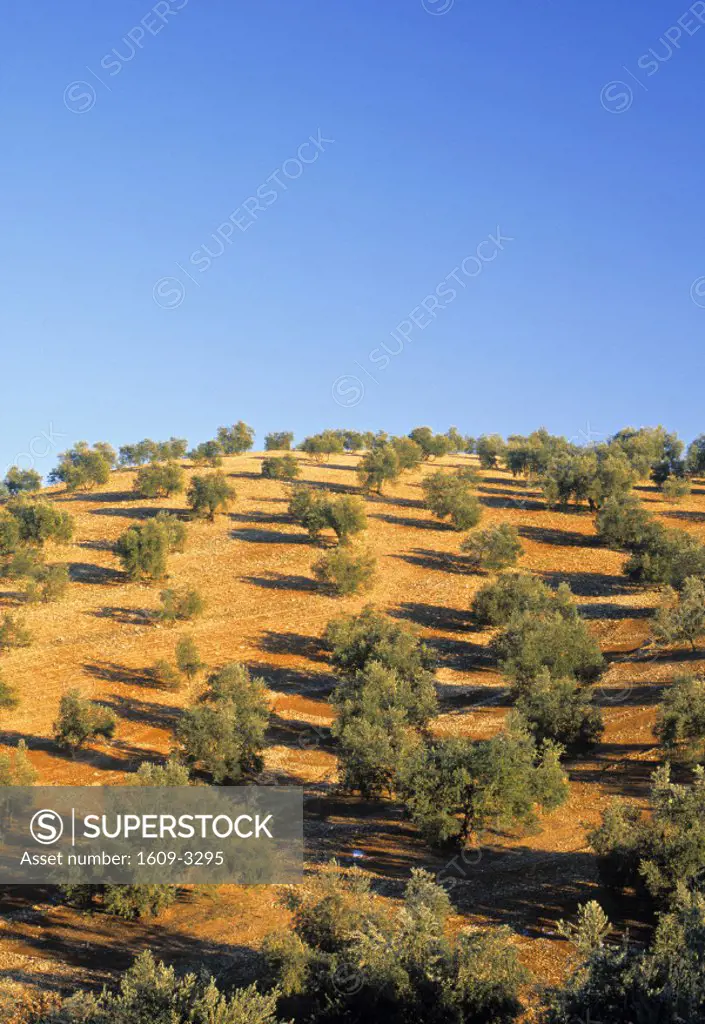 Olive Grove, Andalucia, Spain