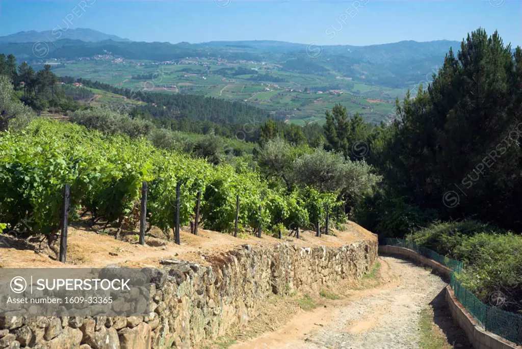 Vineyards near Sabrosa, Douro Region, Northern Portugal