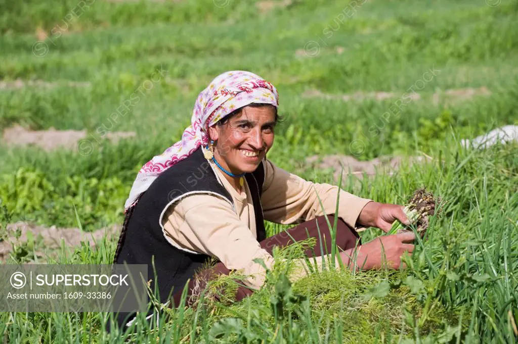 Turkey, Eastern Turkey, Dogubayazit, Woman picking spring onions