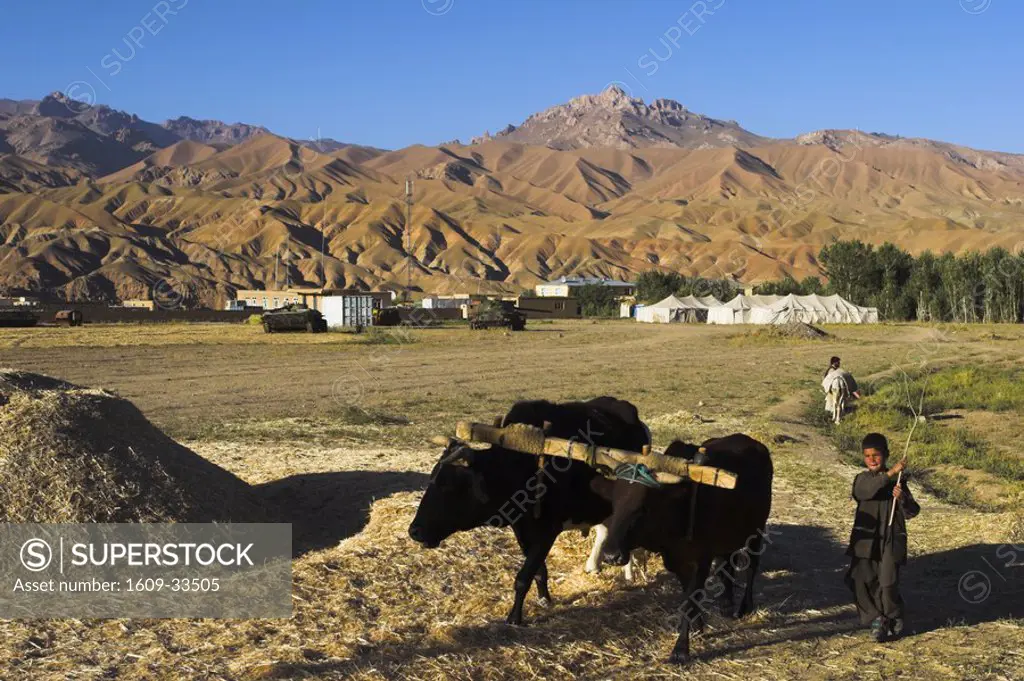 Afghanistan, Bamiyan Province, Bamiyan, Boy threshing with oxen