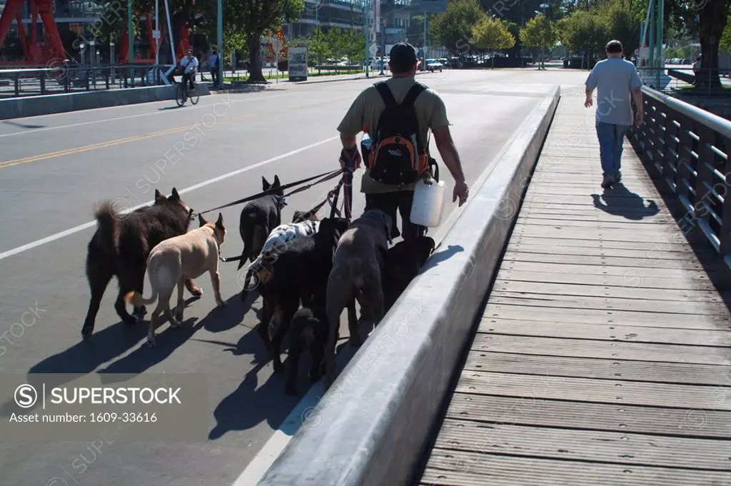 Argentina, Buenos Aires, Puerto Madero, professional dog walker