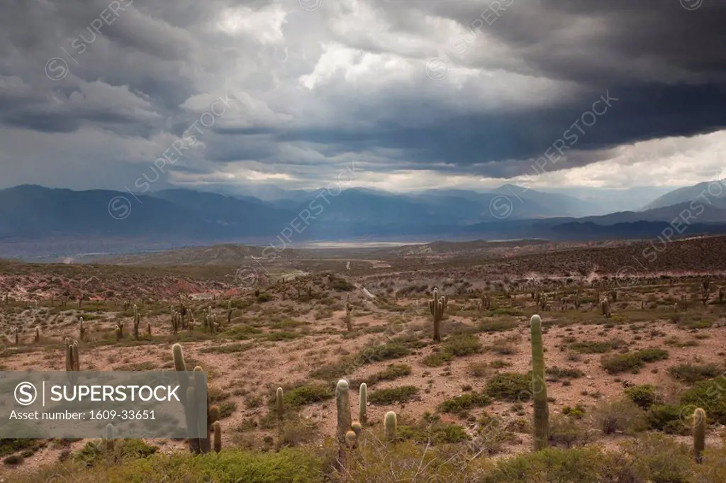 Argentina, Salta Province, Payogasta, Parque Nacional Los Cardones, RP 33, cactus region, Road to Cachi