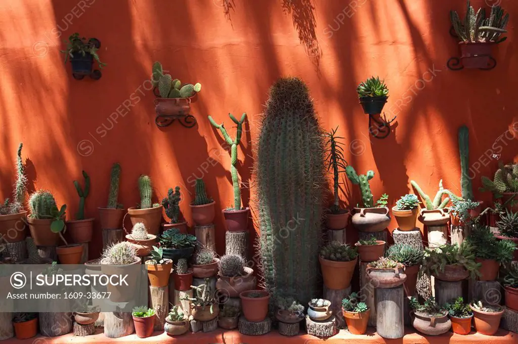 Argentina, Jujuy Province, Quebrada de Humamuaca canyon, Purmamarca, cactus plants