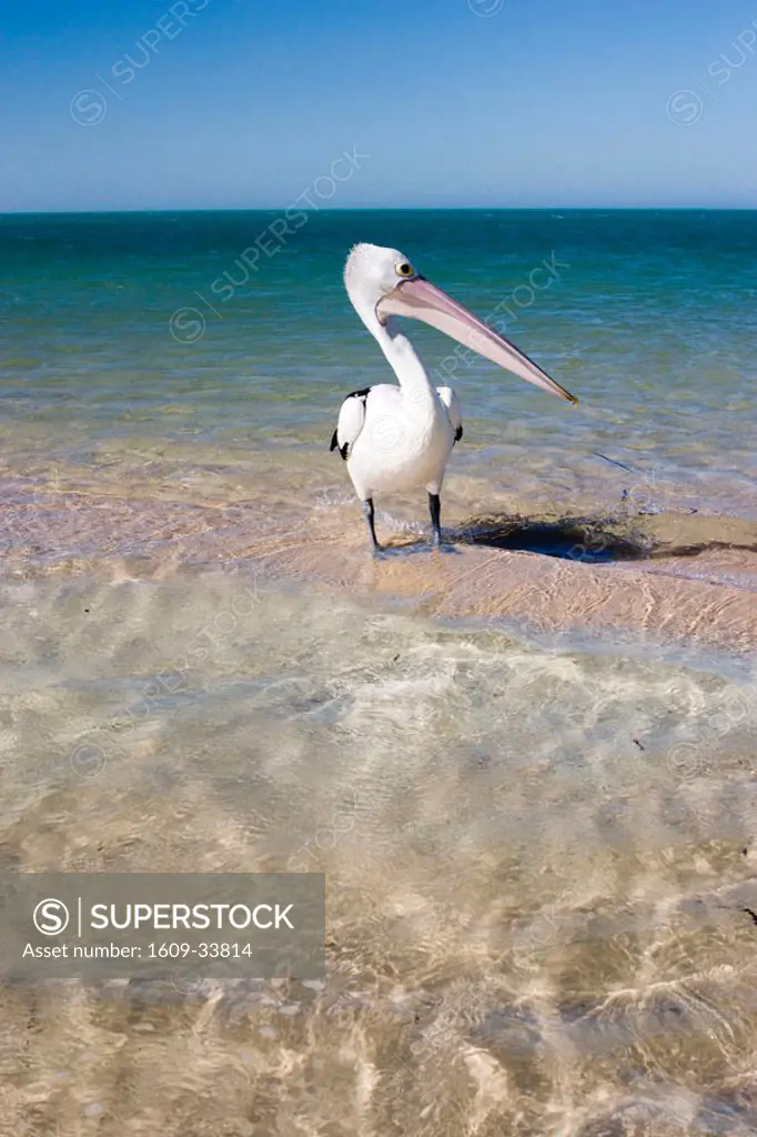 Pelican on Monkey Mia beach, Western Australia, Australia