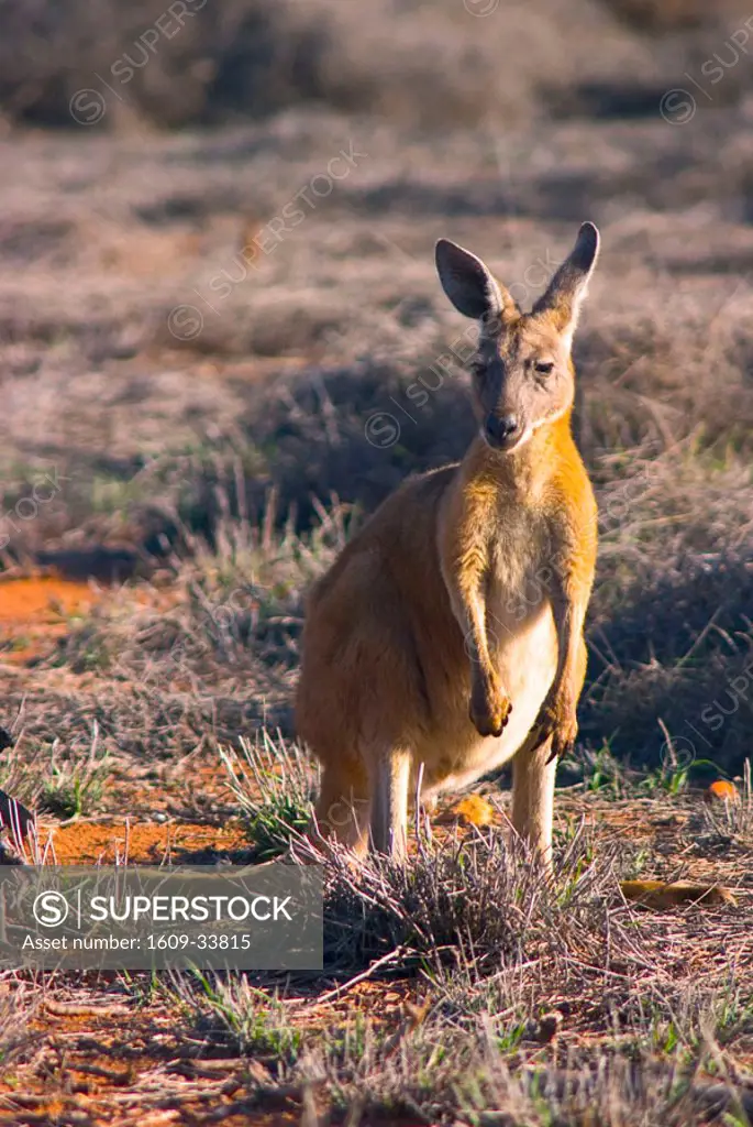 Kangaroo in Cape Range National Park, Western Australia, Australia