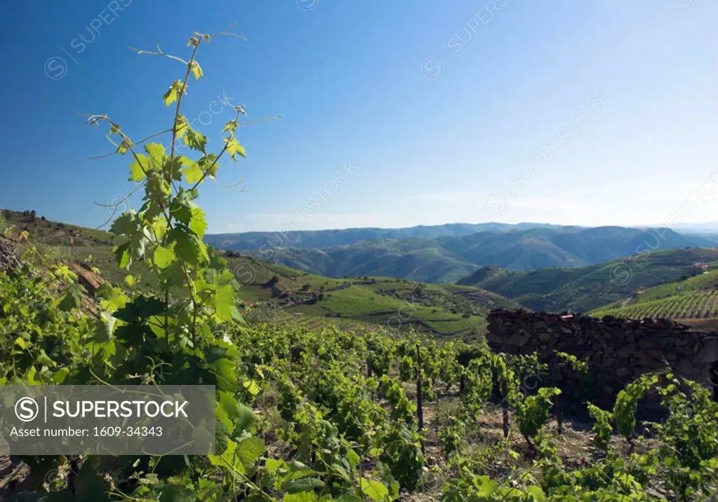 Vineyard near Tua, Douro Region, Northern Portugal