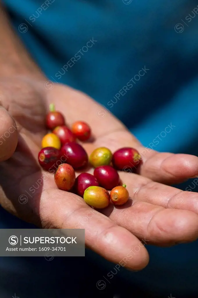 Colombia, Caldas, Manizales, Chinchina, Hacienda de Guayabal, Coffee picker holding handful of coffee cherries _ coffee berries