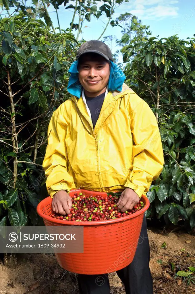 Costa Rica, Tarrazu Valley, Coffee Picker, Panamanian Indian, Basket Full of Hand Picked Coffee Cherries