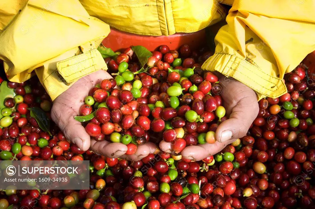 Costa Rica, Tarrazu Valley, Arabica Coffee Cherries, Hand Picked, Coffee Picker