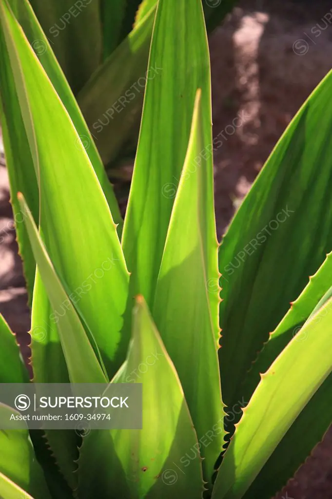 Cape Verde, Sal, Santa Maria, Agave Plant