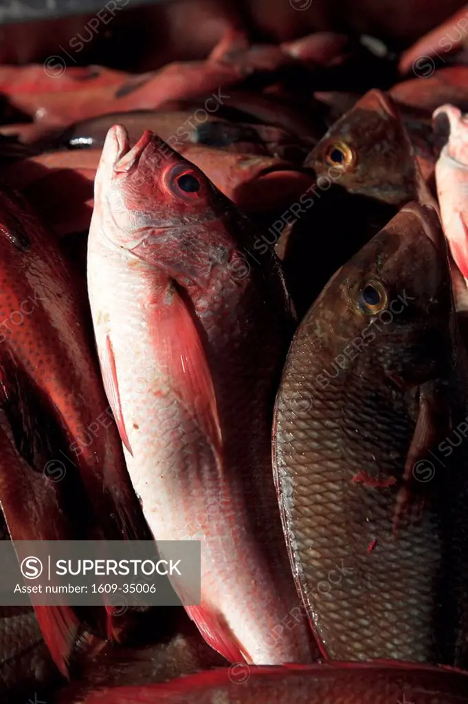 Cape Verde, Sao Vicente, Mindelo, Fish Market