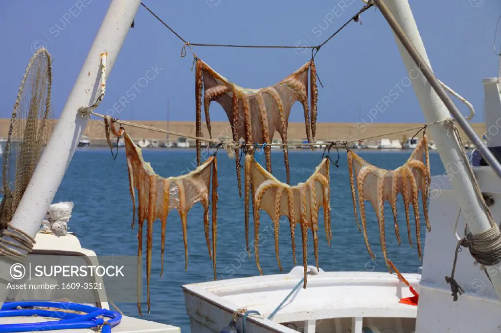 Drying Octopus, Javea, Costa Blanca, Alicante Province, Spain