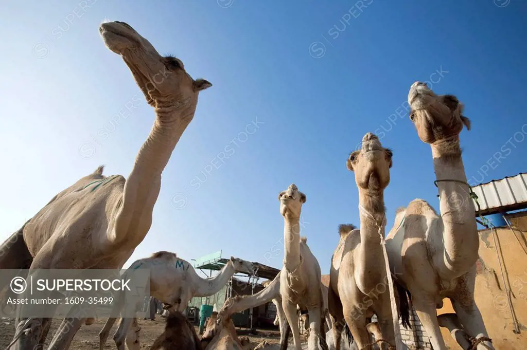 Egypt, Cairo Surroundings, Birqash Camel Market
