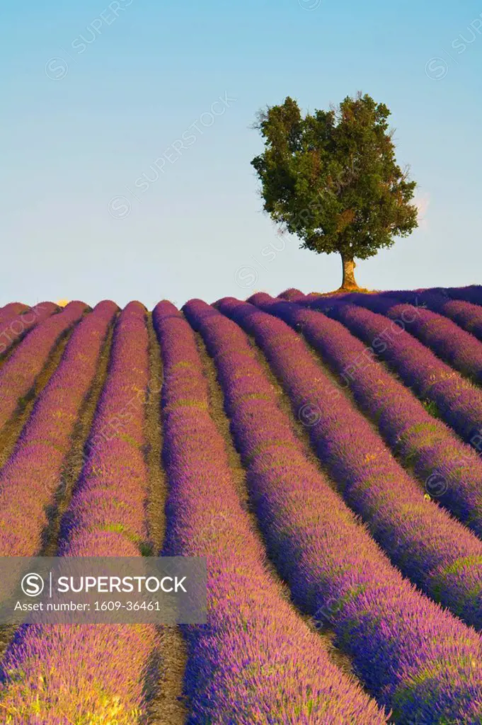 Lavender Field, Provence_Alpes_Cote d´Azur, France
