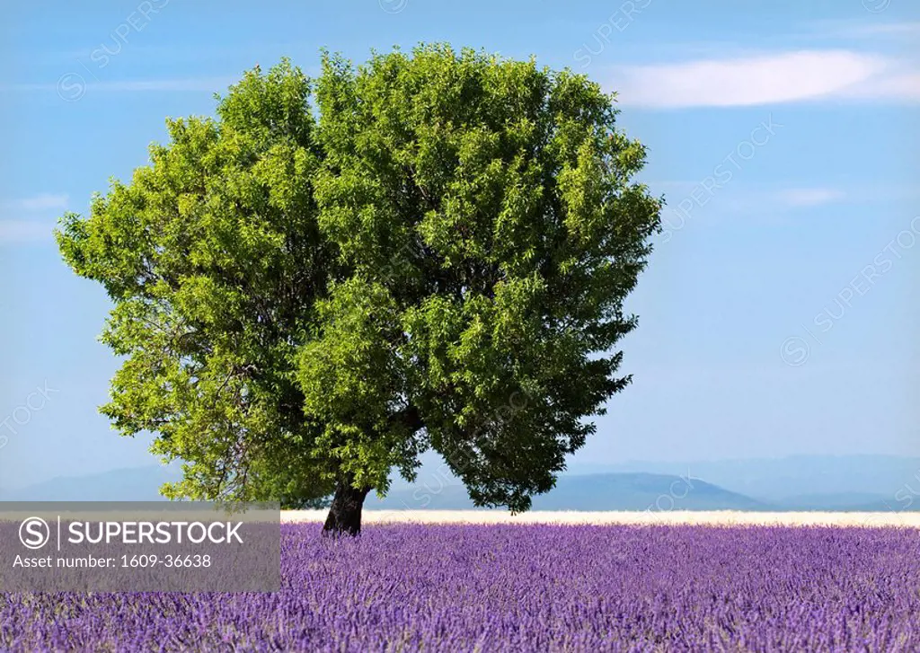 Tree in a lavender field, Valensole plateau, Provence, France