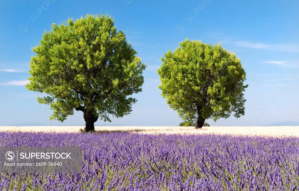 Two trees in a lavender field, Provence, France