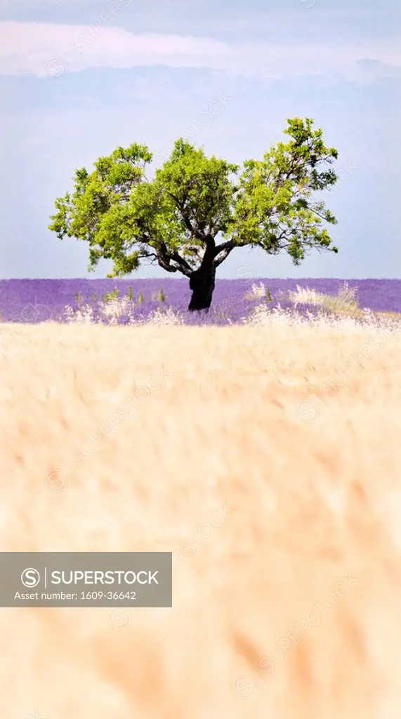 Tree in a wheat and lavender field, Valensole plateau, Provence, France
