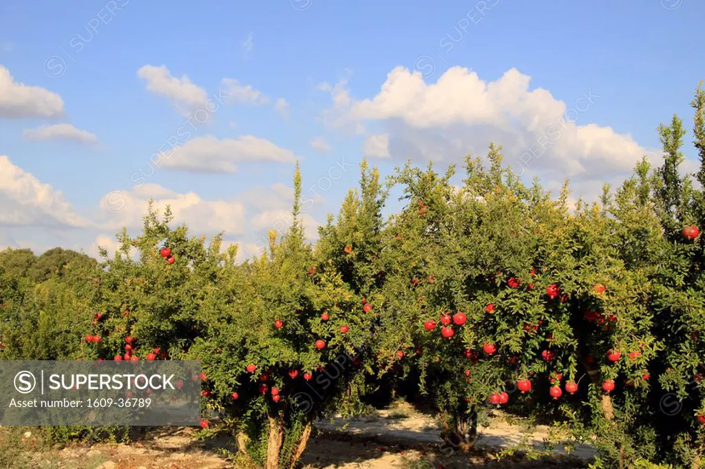 Israel, Shephelah, Pomegranate tree Punica granatum in Moshav Lachish