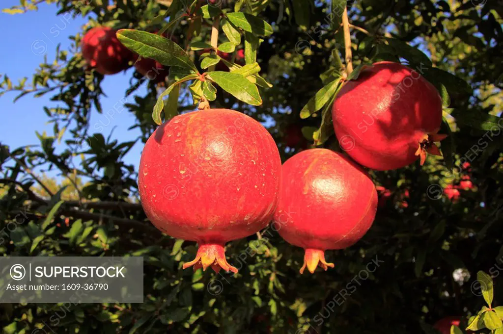 Israel, Shephelah, Pomegranate tree Punica granatum in Moshav Lachish