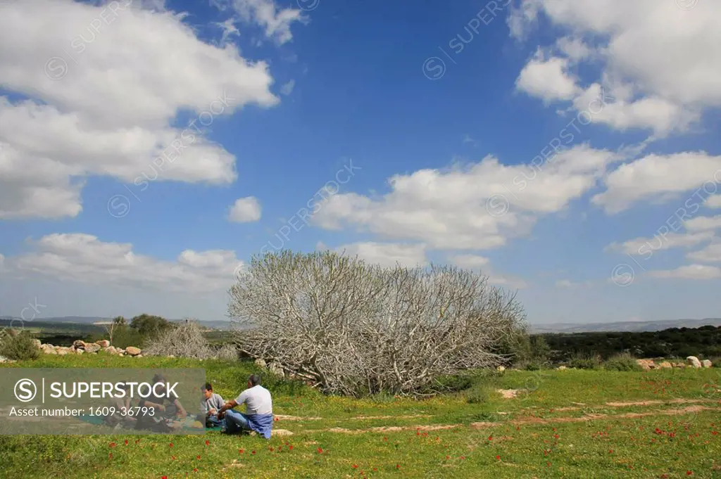 Israel, Shephelah, a picnic in Park Adulam