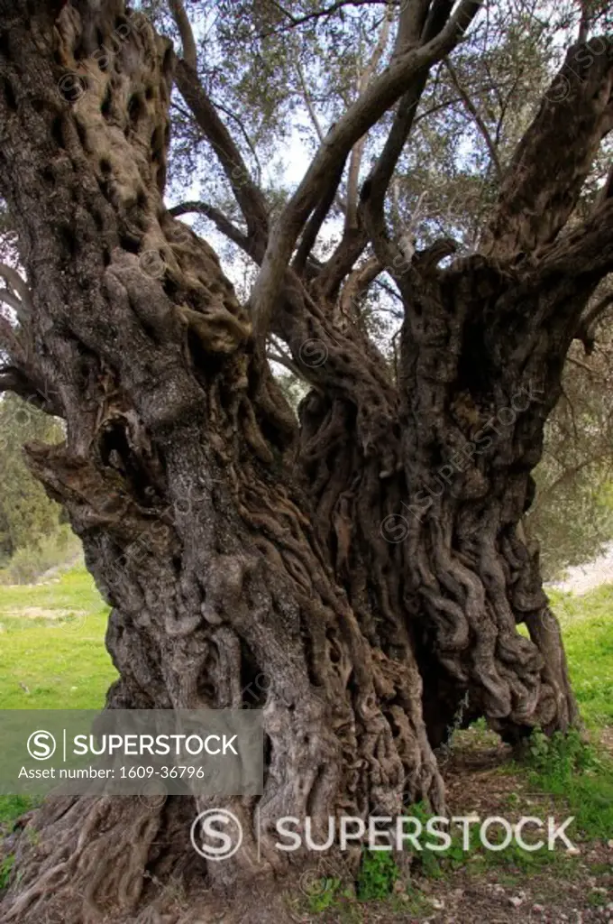 Israel, Shephelah, the ancient Olive tree in Beth Gemel