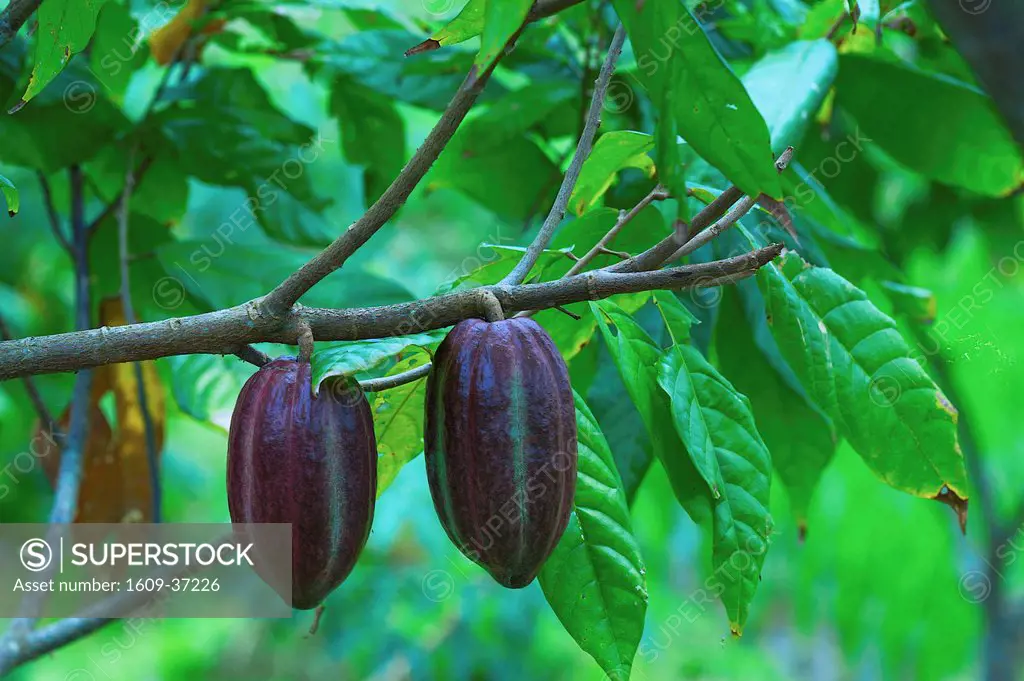 Cacao_beans chocolate tree, Bali, Indonesia