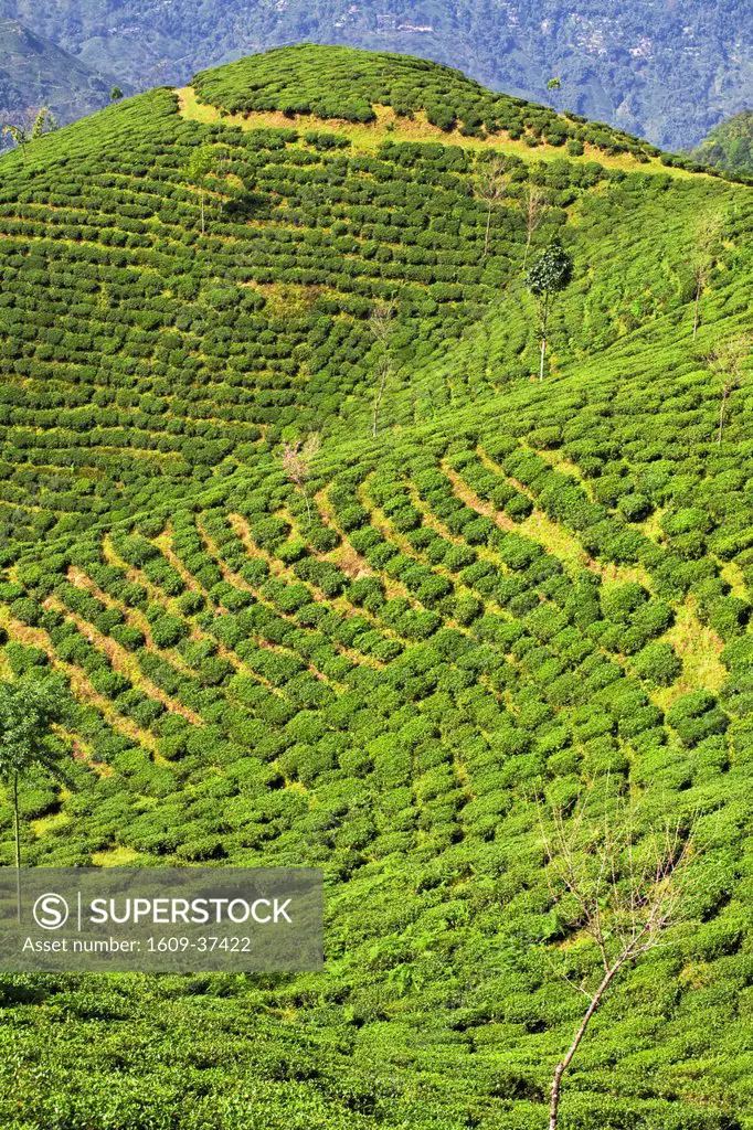 India,West Bengal, Darjeeling, Happy Valley Tea Estate