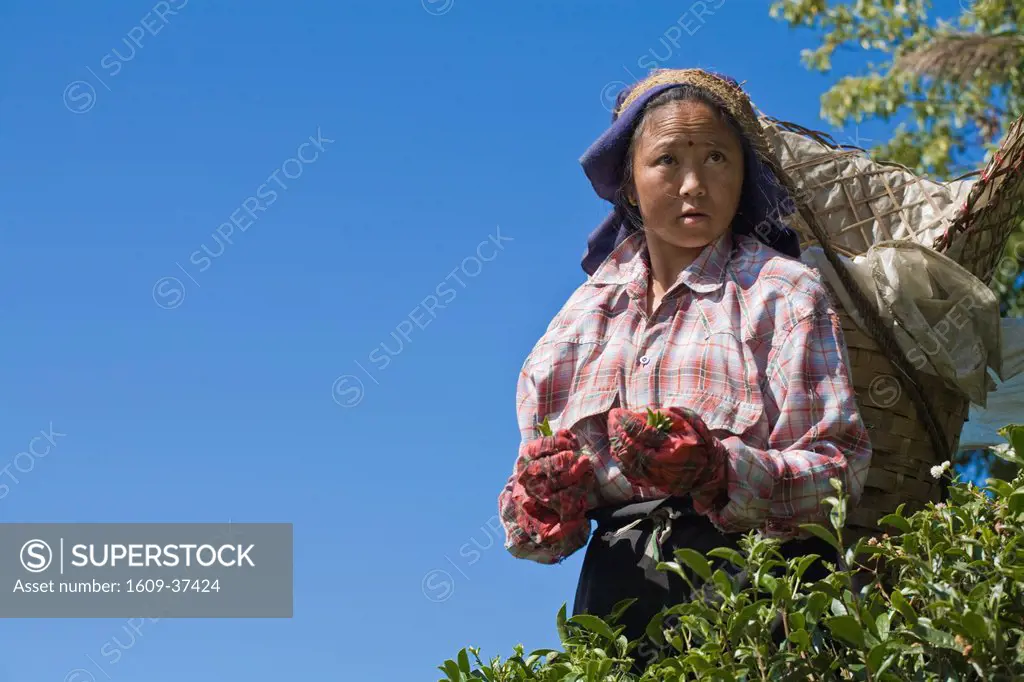 India,West Bengal, Darjeeling, Happy Valley, Woman tea picking
