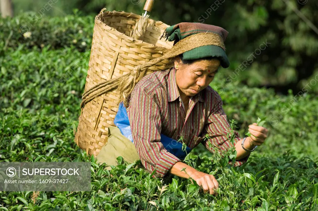 India, West Bengal, Kurseong, Goomtee Tea Estate, Woman tea picking