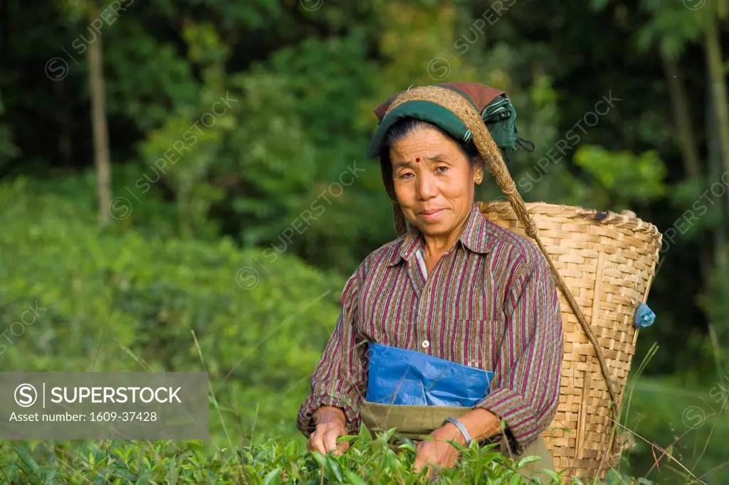 India, West Bengal, Kurseong, Goomtee Tea Estate, Woman tea picking