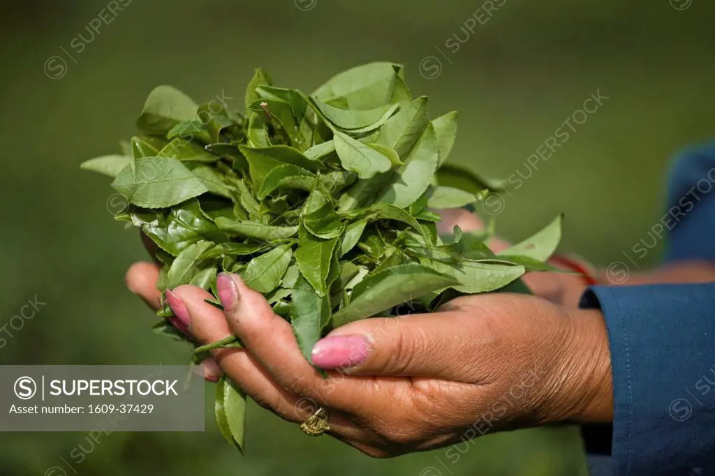 India, West Bengal, Kurseong, Goomtee Tea Estate, Woman tea picker holding a handful of freshly picked tea leaves