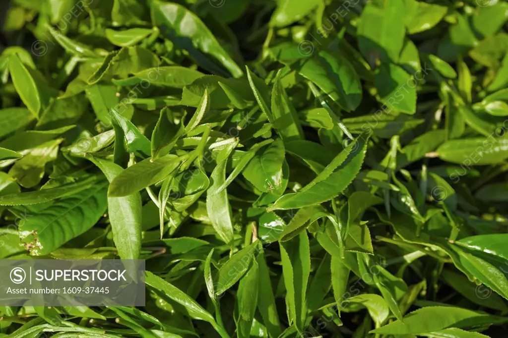 India, West Bengal, Kurseong, Goomtee Tea Estate, Freshly picked Tea leaves