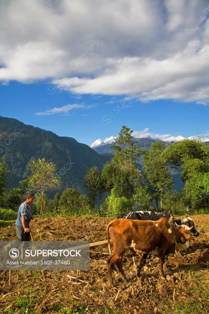 India, Sikkim, Khecheopalri Lake area, Man ploughing fields with Oxen
