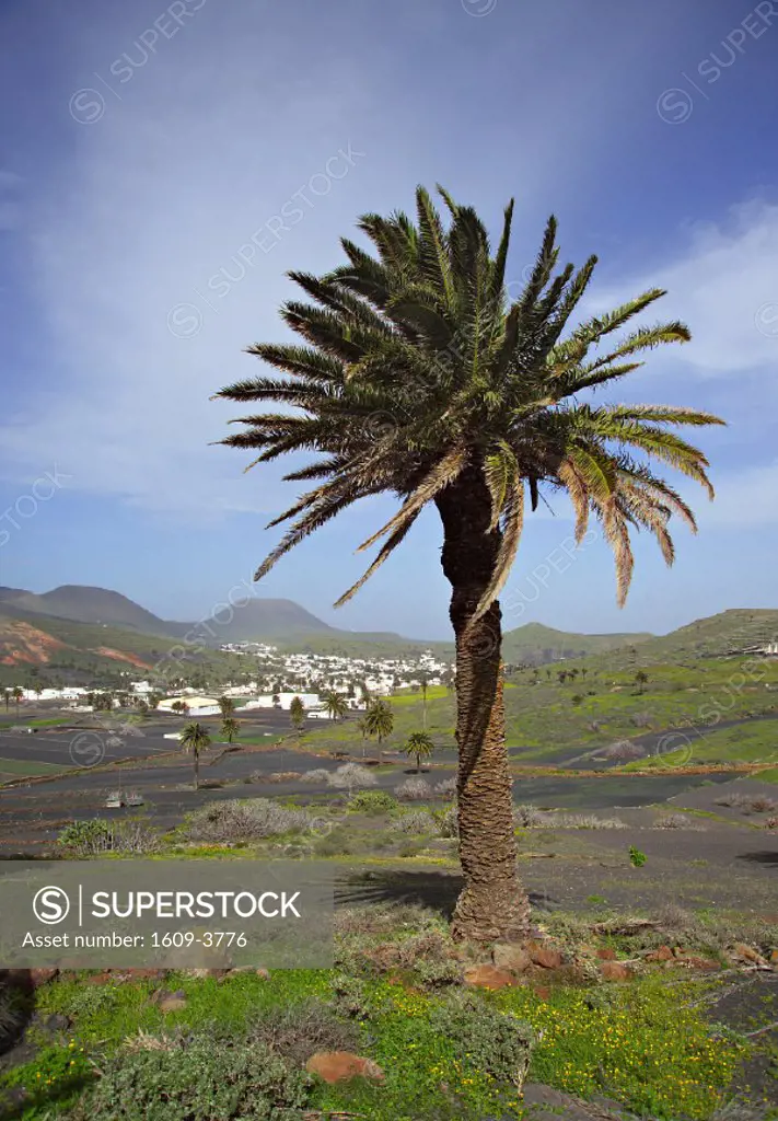 Haria, Lanzarote, Canary Islands, Spain