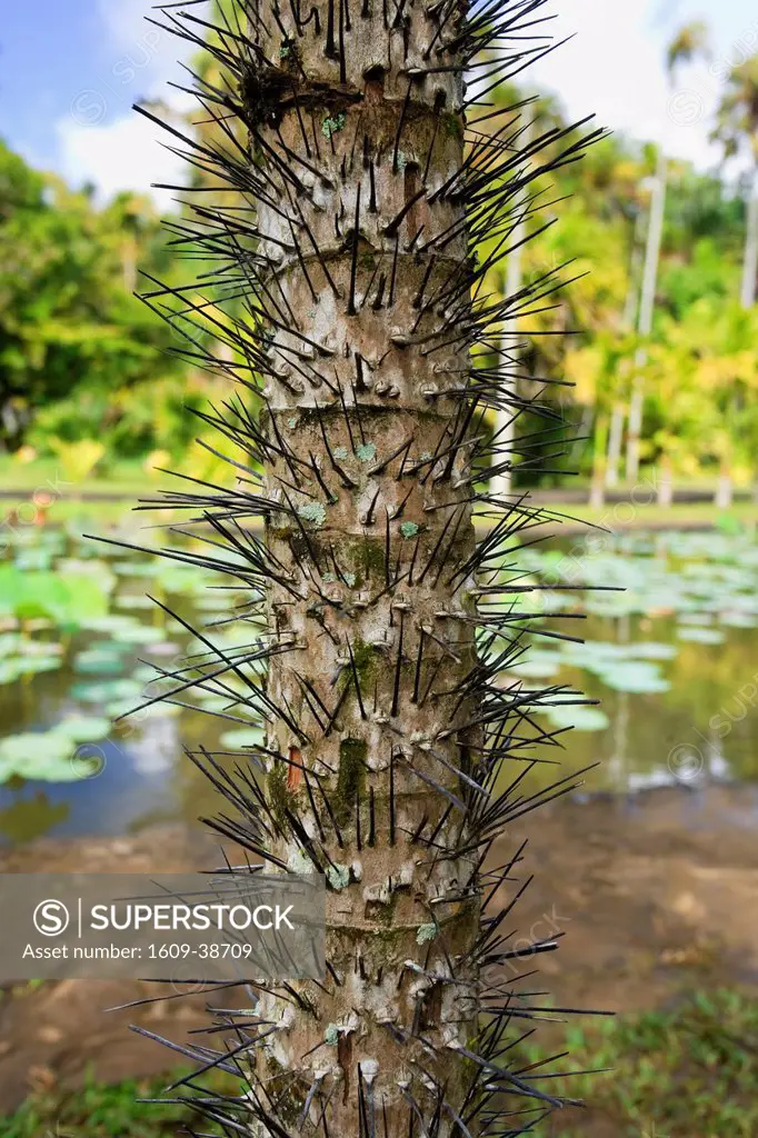 Aiphanes Caryotifolia palm, Pamplemousses, Mauritius, Indian Ocean