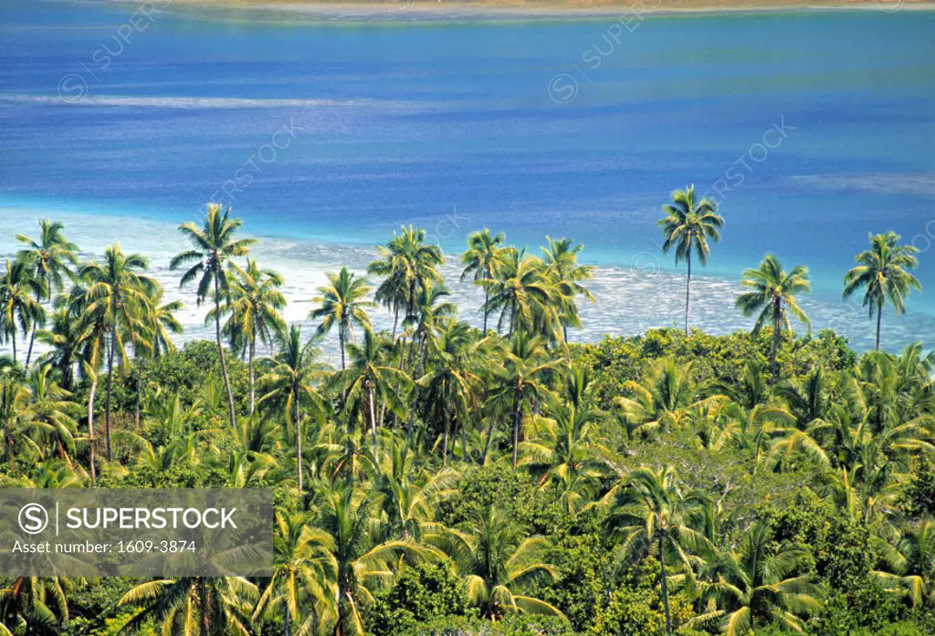 Palm trees, Fiji