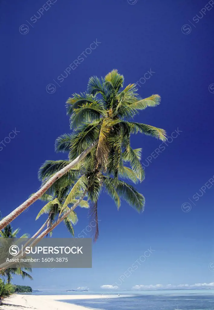 Palm trees and beach, Fiji, Pacific Islands