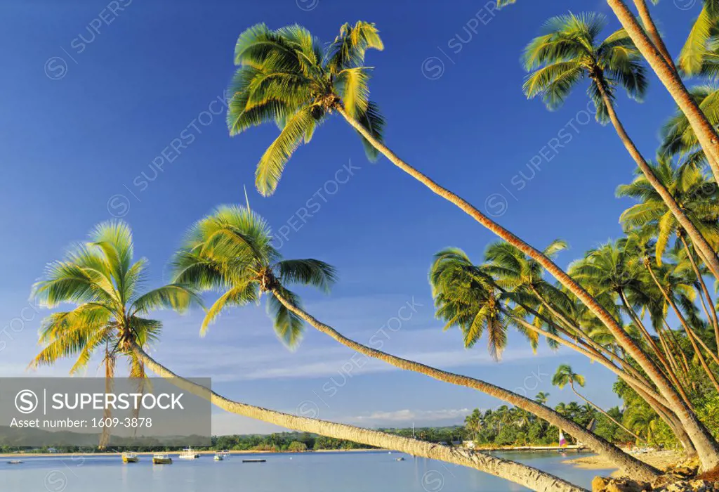 Palm trees and beach, Fiji, Pacific Islands
