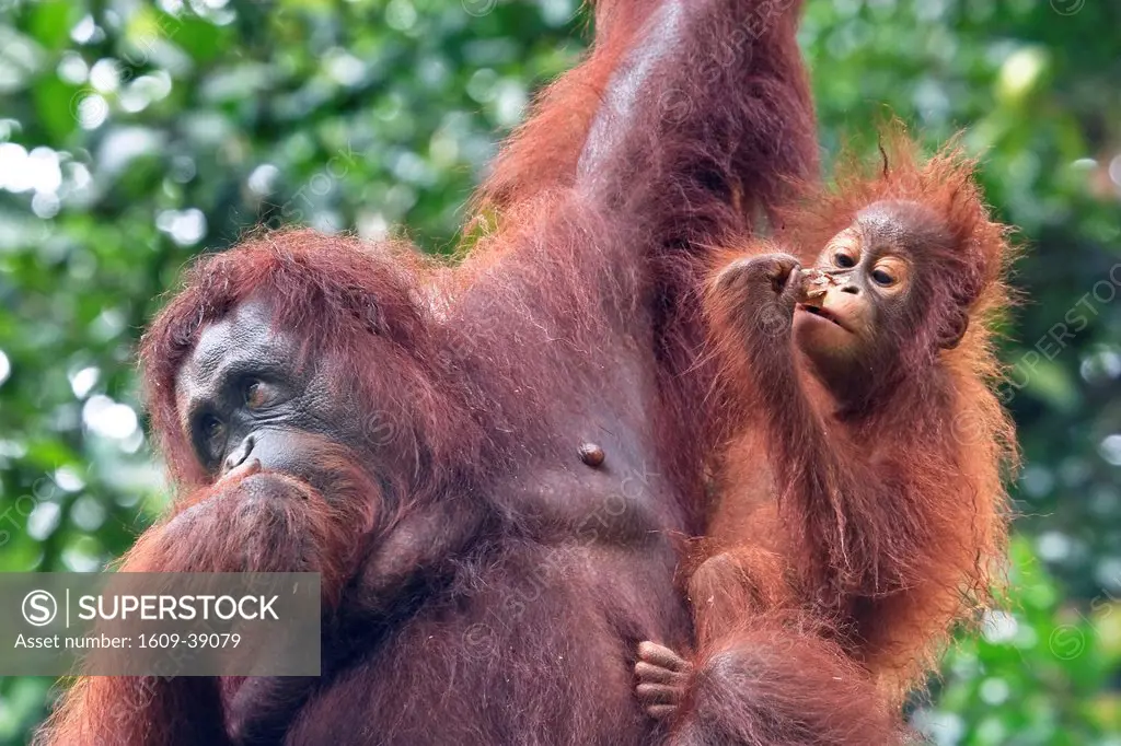 Bornean Orang_Utan Pongo Pygmaeus, Semenggoh Wildlife Rehabilitation Centre, Sarawak, Malaysian Borneo, Malaysia