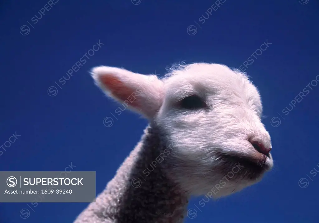 Sheep. South Island, New Zealand