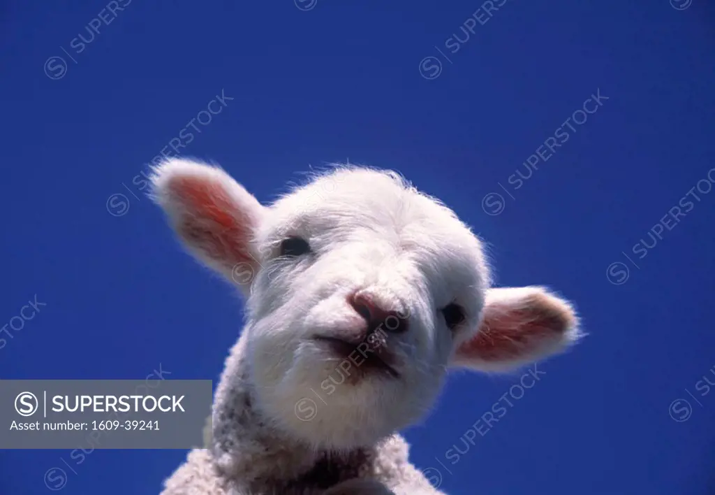 Sheep. South Island, New Zealand