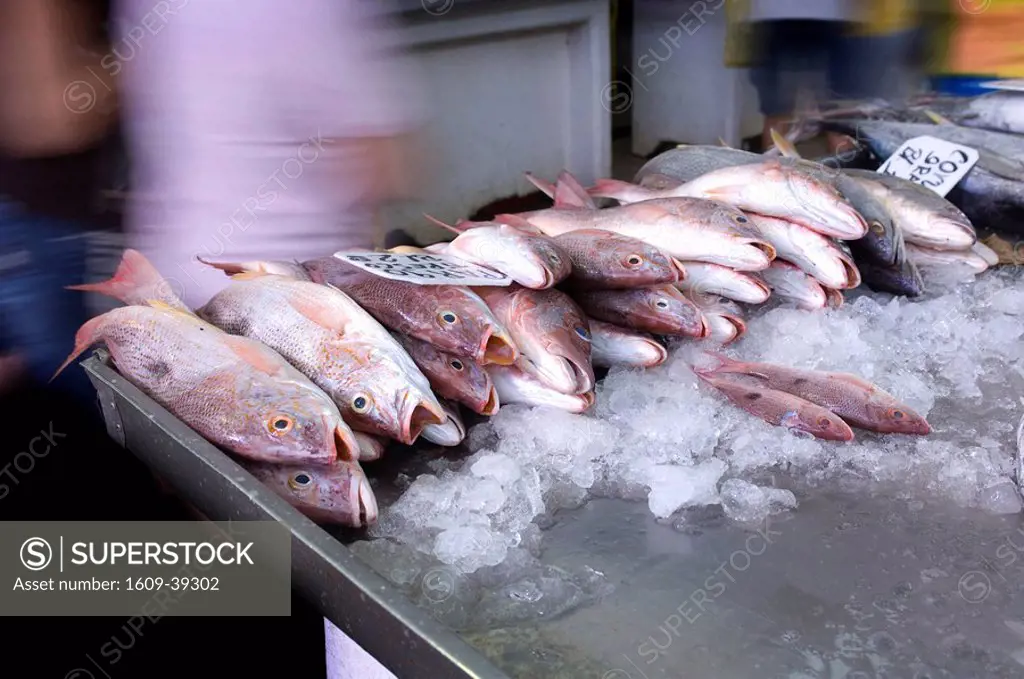 Panama, Panama City, El Mercado del Mariscos, Fish Market, Pargo Snapper For Sale