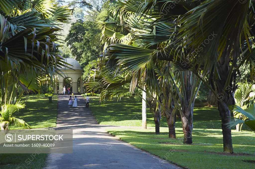Avenue of double coconut trees coco de mer in Peradeniya Botanic Gardens, Kandy, Sri Lanka